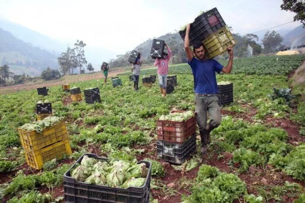 Unificación cambiaria alterará costos agrícolas y daría más previsibilidad al campo