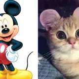 
			Intentan frenar en China polémica moda de corte de orejas al estilo Mike Mouse en gatos (Fotos)		