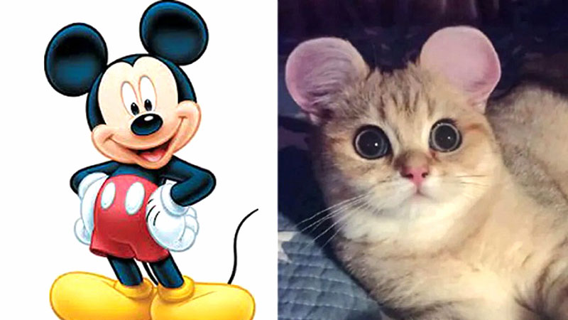 Intentan frenar en China polémica moda de corte de orejas al estilo Mike Mouse en gatos (Fotos)