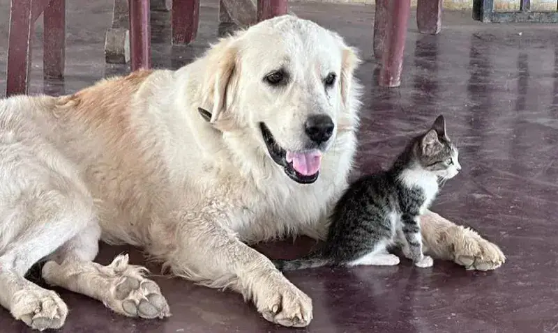 Mata a 12 perros en Lara: Les daba alimentos con vidrios picados y veneno