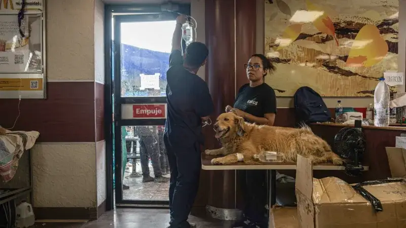 La Guaira desborda refugios para animales tras los sismos del 24 de junio