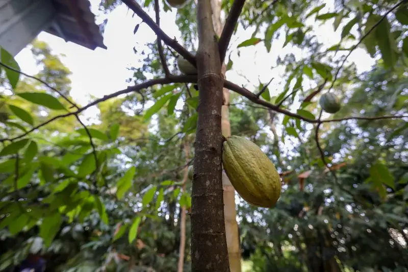 File:KikoSierich CacauIlhadeSaoFrancisco Guaira Parana - 39243825030.jpg