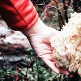 Guayusa tea and lion’s mane supplements could improve cognitive function