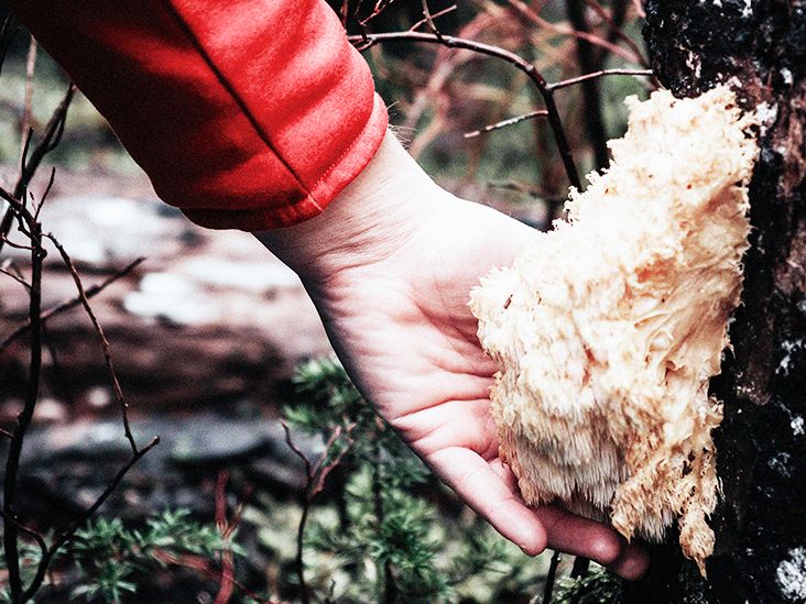 Guayusa tea and lion’s mane supplements could improve cognitive function