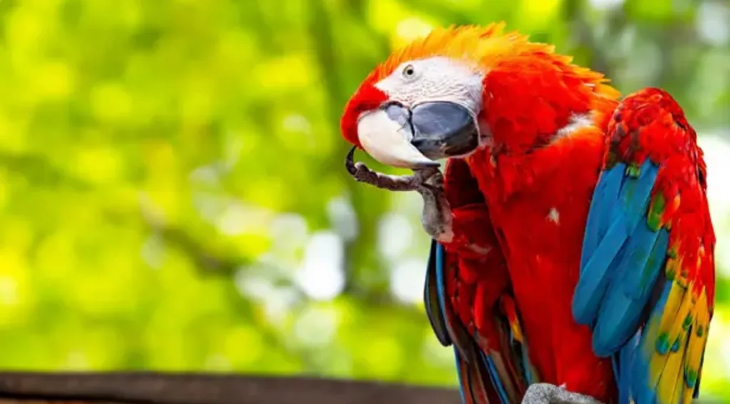 Científicos salvan crías de guacamayas rojas en la Amazonía peruana