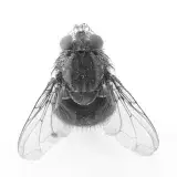 Doñana reveló 4 especies de jejenes hematófagos