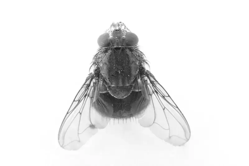 Doñana reveló 4 especies de jejenes hematófagos