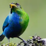 
			Colombia: avistan extraño pájaro mitad macho, mitad hembra		