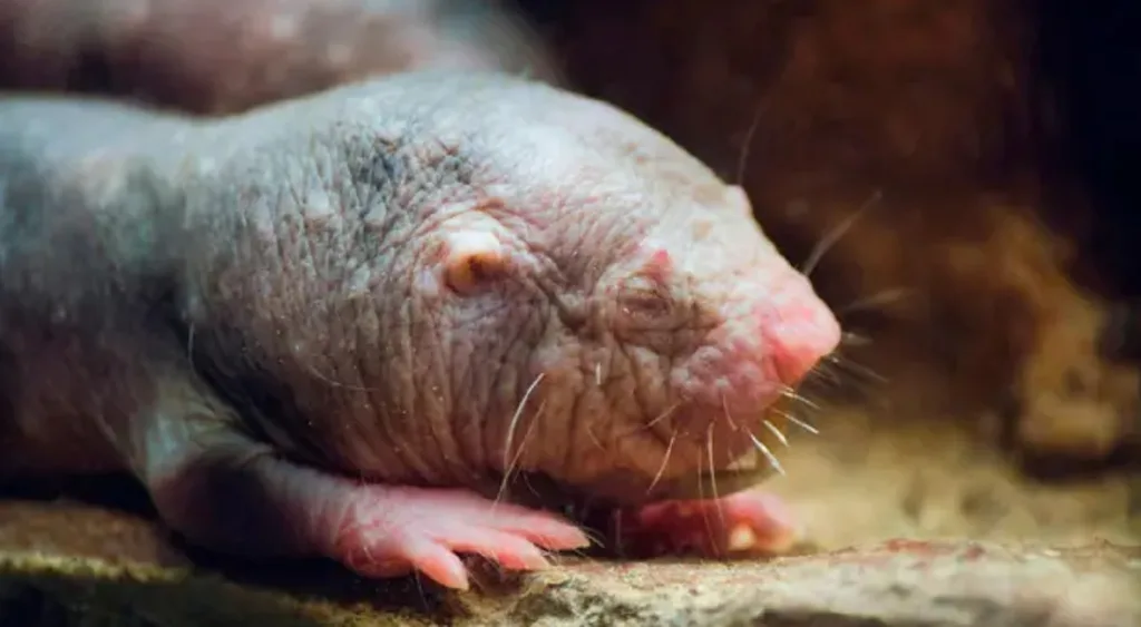 La rata topo desnuda usa un aroma para frenar la reproducción
