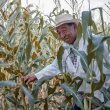 Elderly man smiling amidst a lush cornfield in Bolívar, Colombia, showcasing rural agriculture.