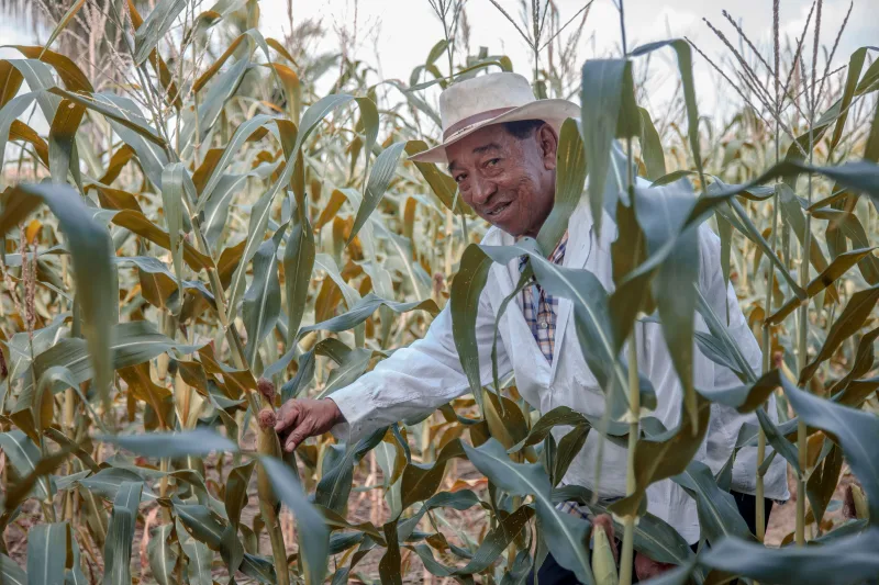 Elderly man smiling amidst a lush cornfield in Bolívar, Colombia, showcasing rural agriculture.