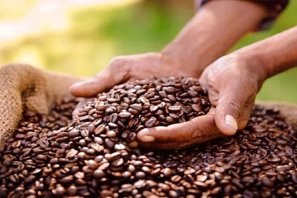 Producción cafetera en Venezuela sube cerca de 10% con exportaciones