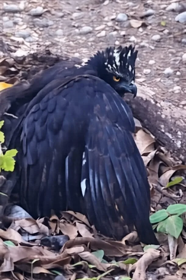 Águila tirana registrada por primera vez en Sierra Gorda