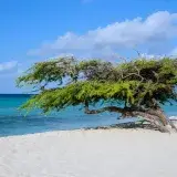 A stunning Divi Divi tree by the turquoise Caribbean sea on a sunny beach in Aruba.