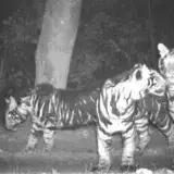 
			VIDEO: Avistan una familia de tigres ‘negros’ muy raros en una reserva india		