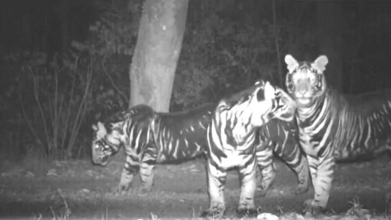 
			VIDEO: Avistan una familia de tigres ‘negros’ muy raros en una reserva india		