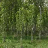 File:Árboles espontáneos crecen a la orilla del arroyo del Zurguén en Salamanca.jpg