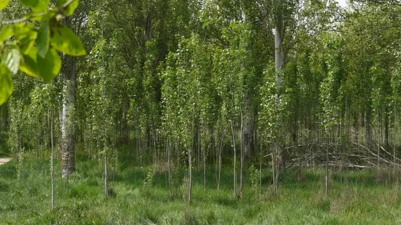 File:Árboles espontáneos crecen a la orilla del arroyo del Zurguén en Salamanca.jpg