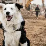Tsunami, el perro rescatado del maltrato que ya ha localizado a más de 12 personas
