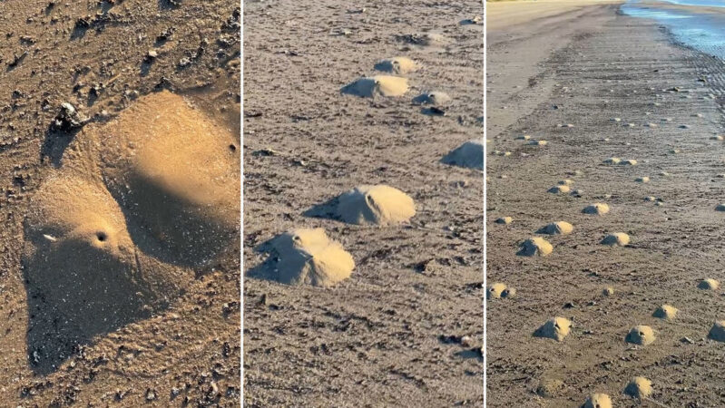 Camarones fantasma generan ‘mini volcanes’ en las playas