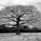 A striking black and white image of a Ceiba tree in Maracaibo, Venezuela.