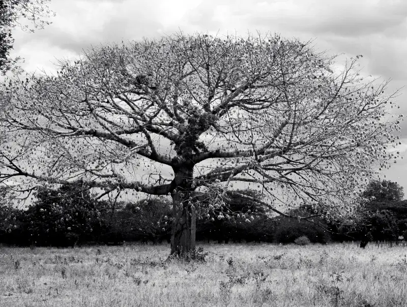 A striking black and white image of a Ceiba tree in Maracaibo, Venezuela.