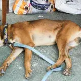 Animales quedan traumatizados tras los sismos en Caracas y La Guaira