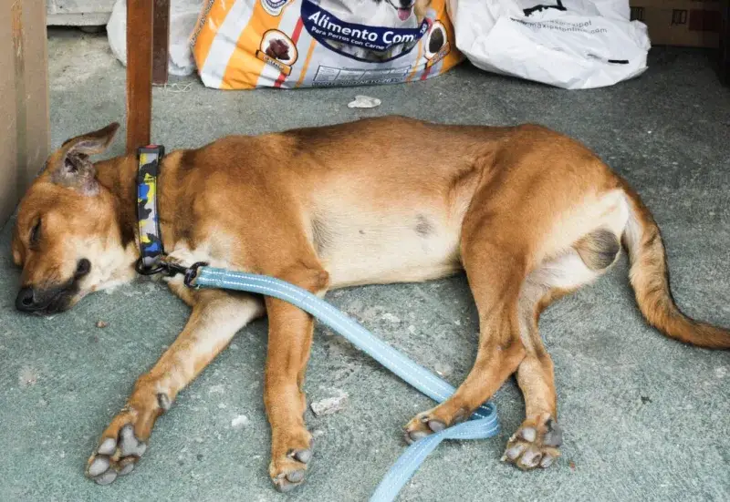 Animales quedan traumatizados tras los sismos en Caracas y La Guaira