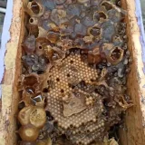 20 millones de abejas sostienen la producción de miel zuliana