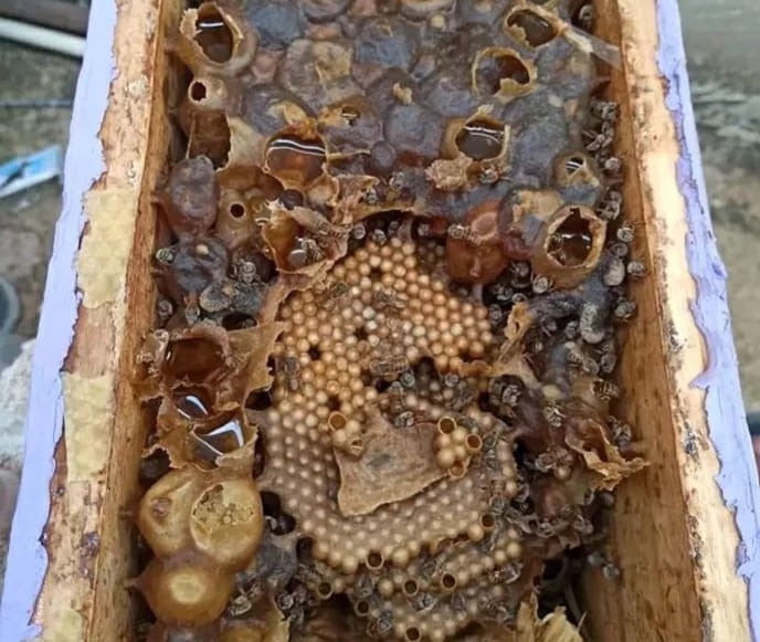 20 millones de abejas sostienen la producción de miel zuliana