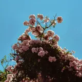 Beautiful pink blossoms in full bloom against a vibrant blue sky in Mérida, Venezuela.