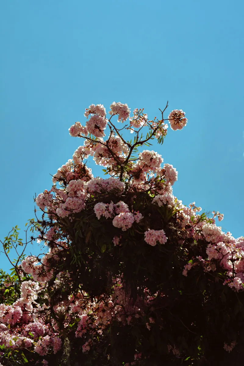 Beautiful pink blossoms in full bloom against a vibrant blue sky in Mérida, Venezuela.