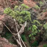 Chile: semillas de último árbol silvestre se cultivan en Kew