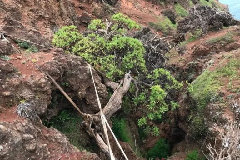 Chile: semillas de último árbol silvestre se cultivan en Kew