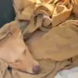 Vecinos de Maracaibo rescataron a una perrita callejera
